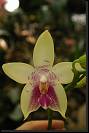 Phalaenopsis violacea * Rodrigo Remolina
 * 1360 x 2048 * (129KB)